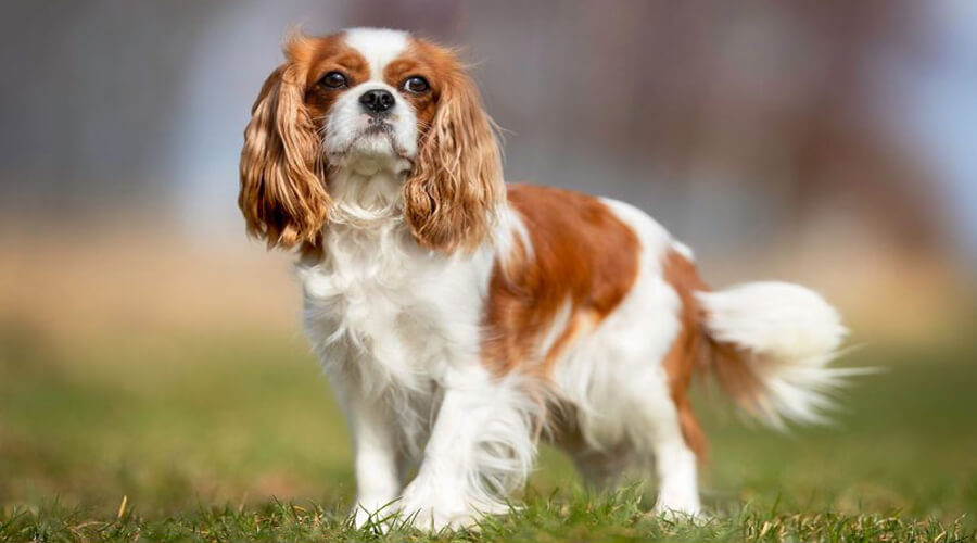 Why the Cavalier King Charles Spaniel Is One of the Best Small Dog Breeds